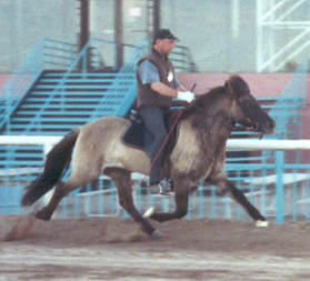Pace Horse